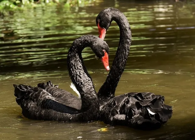 A black swan