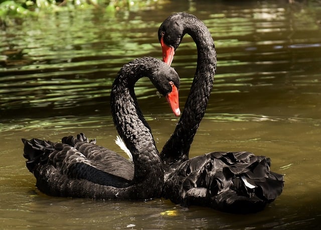 swan-gfa2d924cc_640.jpg